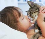 » Кишечные инфекции у котов: виды, симптомы, лечение